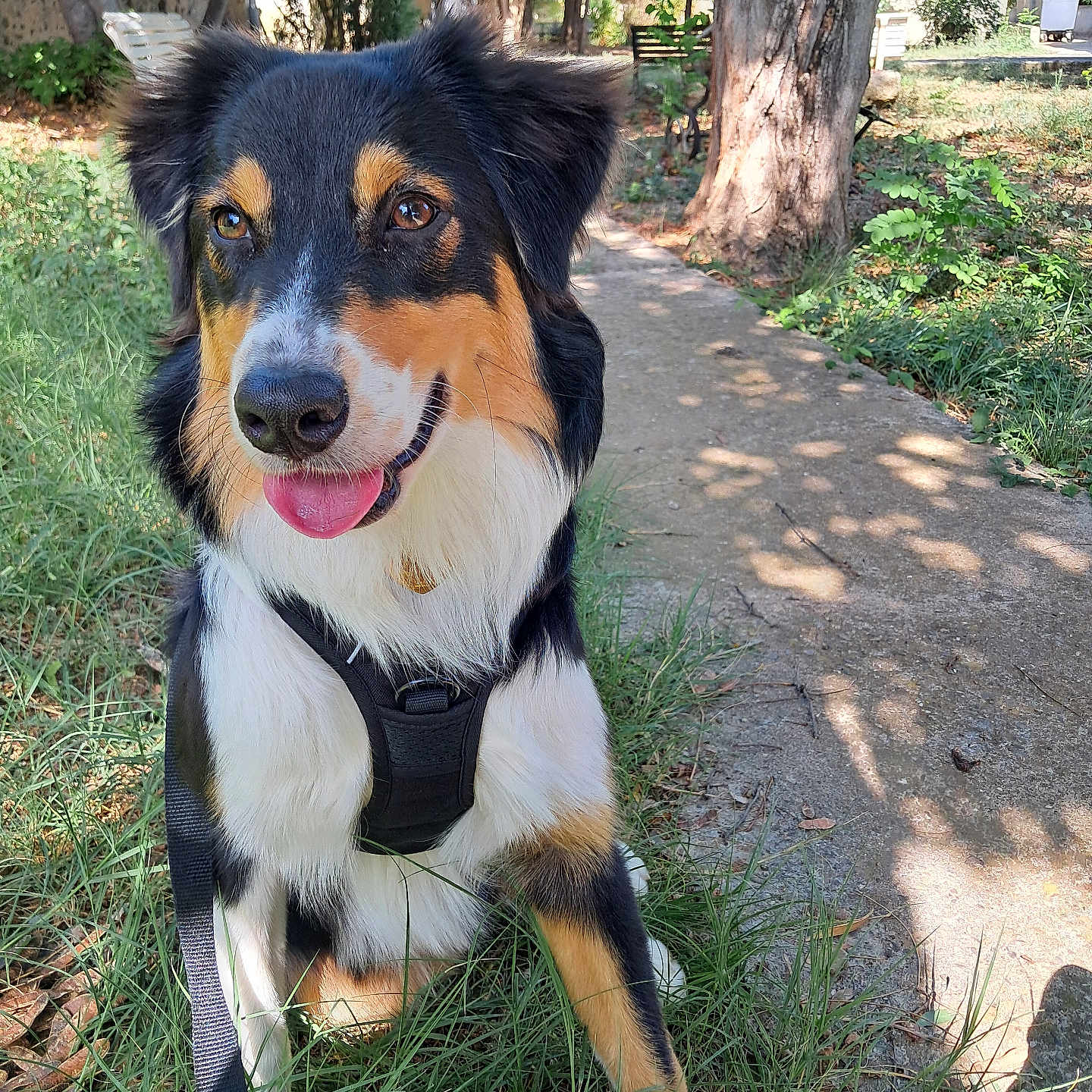 Athèna a rejoint le concours — aidez-le/la à gagner de superbes lots ! animal, bench, canine, dog, fur, grass, greenery, happy, harness, leash, nature, outdoor, park, path, pet, sitting, smiling, sunlight, tongue_out, tree