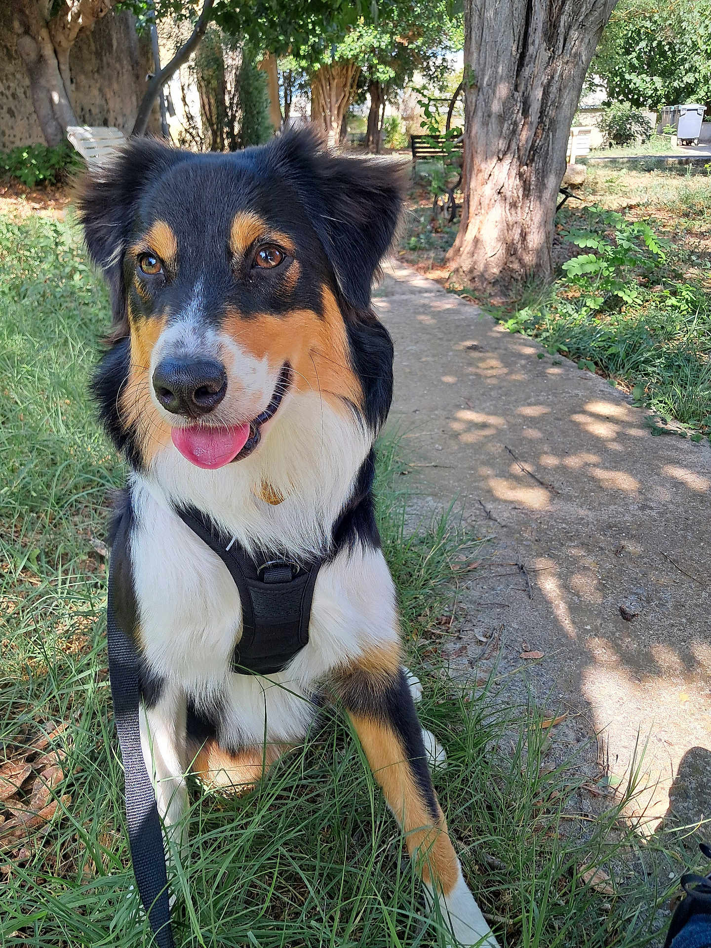 Athèna a rejoint le concours — aidez-le/la à gagner de superbes lots ! animal, bench, canine, dog, fur, grass, greenery, happy, harness, leash, nature, outdoor, park, path, pet, sitting, smiling, sunlight, tongue_out, tree