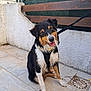 animal, black, brown, canine, dog, friendly, harness, leash, looking_at_camera, outdoor, pet, playful, sitting, tile_floor, tongue_out, wall, wet, white, wooden_fence, young_dog