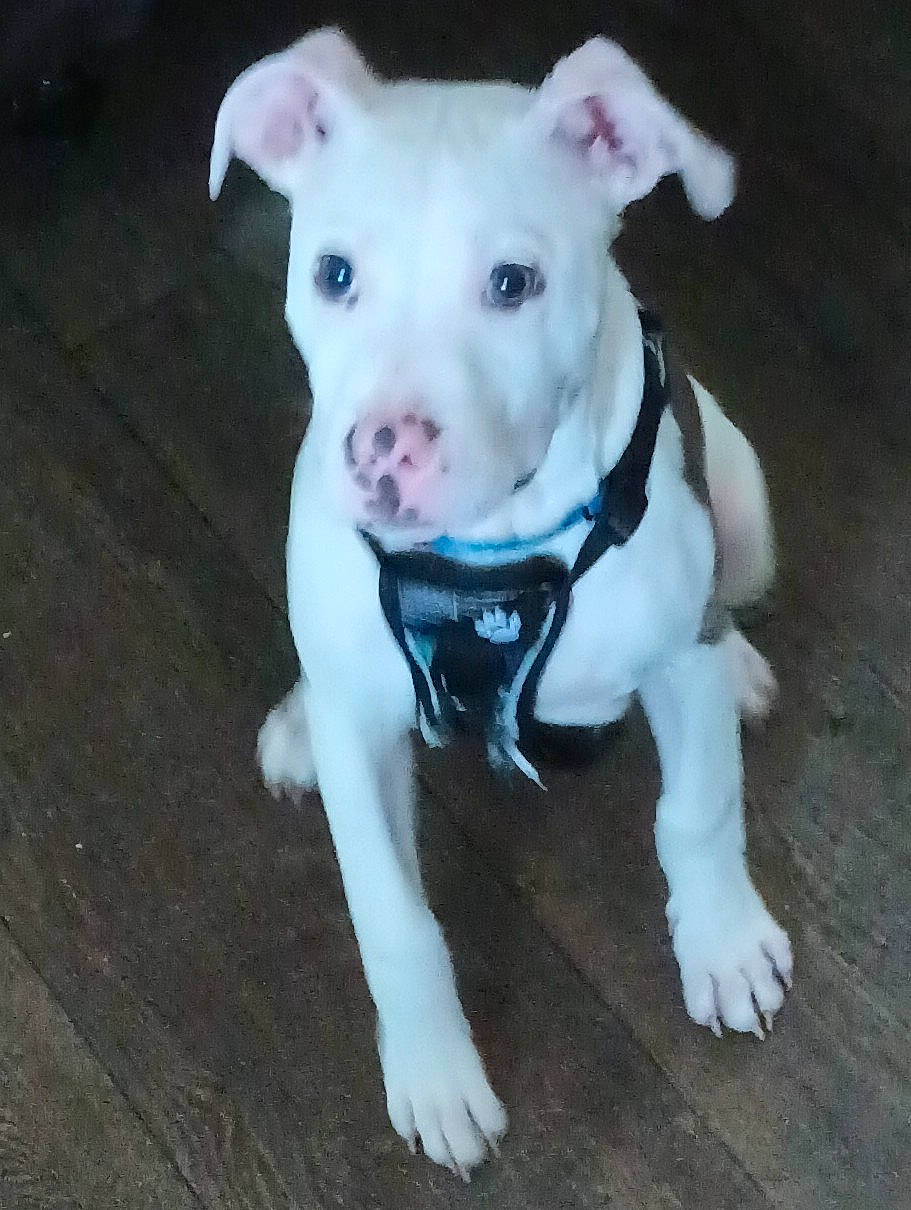 Debo joined the competition — help win amazing prizes! carnivore, collar, companion_dog, dog, dog_breed, dog_clothes, dog_collar, dog_supply, dogo_argentino, fawn, guard_dog, molosser, paw, pet_supply, pit_bull, sporting_group, tail, toy_dog, whiskers, working_animal