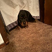 Moose joined the competition — help win amazing prizes! dog, rottweiler, curtain, carpet, floor, paws, indoors, peeking, brown, wooden_door, animal, pet, canine, fur, snout, ears, quiet, home, room, curious