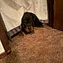 dog, rottweiler, curtain, carpet, floor, paws, indoors, peeking, brown, wooden_door, animal, pet, canine, fur, snout, ears, quiet, home, room, curious