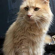 Drogon joined the competition — help win amazing prizes! cat, fluffy, cream_colored, feline, pets, indoor, wooden_surface, ears, whiskers, fur, close_up, animal, cute, domestic_cat, sitting, alert, looking_away, soft_fur, background, household