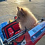 dog, shopping_cart, fluffy, outdoor, parking_lot, sunlight, pet, curious, daytime, animal, fence, urban, metal, retail, cart, red, leash, fur, small_dog, quiet