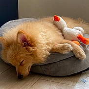 Lexus participe au concours pour gagner de l'argent avec cette photo : animal, bed, cozy, cushion, cute, dog, domestic_animal, ears, floor, fur, indoor, peaceful, pet, plush_toy, relaxing, resting, sleeping, snout, toy, wood_floor