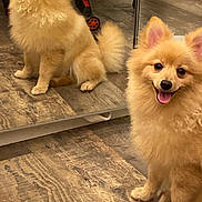 Lexus a rejoint le concours — aidez-le/la à gagner de superbes lots ! dog, pomeranian, mirror, reflection, indoor, floor, wooden_floor, pet, happy, smiling, fur, animal, cute, small_dog, tongue_out, domestic, household, stroller, clothing, sitting