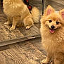 dog, pomeranian, mirror, reflection, indoor, floor, wooden_floor, pet, happy, smiling, fur, animal, cute, small_dog, tongue_out, domestic, household, stroller, clothing, sitting