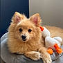 dog, fluffy, tan, pet, plush_toy, duck, cushion, indoor, close_up, portrait, cute, animal, fur, ears, nose, paws, relaxed, soft_toy, companion, calm