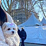 Choochoo Chanel a rejoint le concours — aidez-le/la à gagner de superbes lots ! puppy, dog, fluffy, bow, coat, person, walking, eiffel_tower, tree, winter, outdoor, daytime, tent, people, street, sky, urban, tourist, fashion, cute