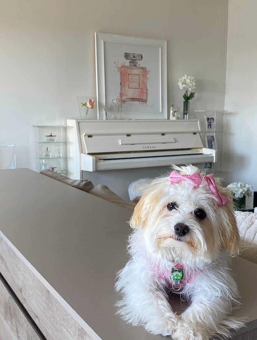 Choochoo Chanel a rejoint le concours — aidez-le/la à gagner de superbes lots ! dog, white_dog, pink_bow, pet, fluffy, countertop, piano, flower, vase, artwork, home_interior, decor, furniture, living_room, cute, pet_accessory, portrait, indoor, animal, curious
