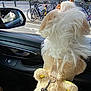 dog, car, side_mirror, bicycle, reflection, costume, leash, window, street, person, outdoor, daylight, black_interior, animal, pet, fluffy, white_dog, photo, urban, cute