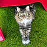 cat, tabby_cat, fluffy, animal, pet, grass, artificial_grass, red_chair, paws, crossed_paws, outdoor, resting, looking_up, fur, whiskers, ears, eyes, cute, relaxed, domestic_animal