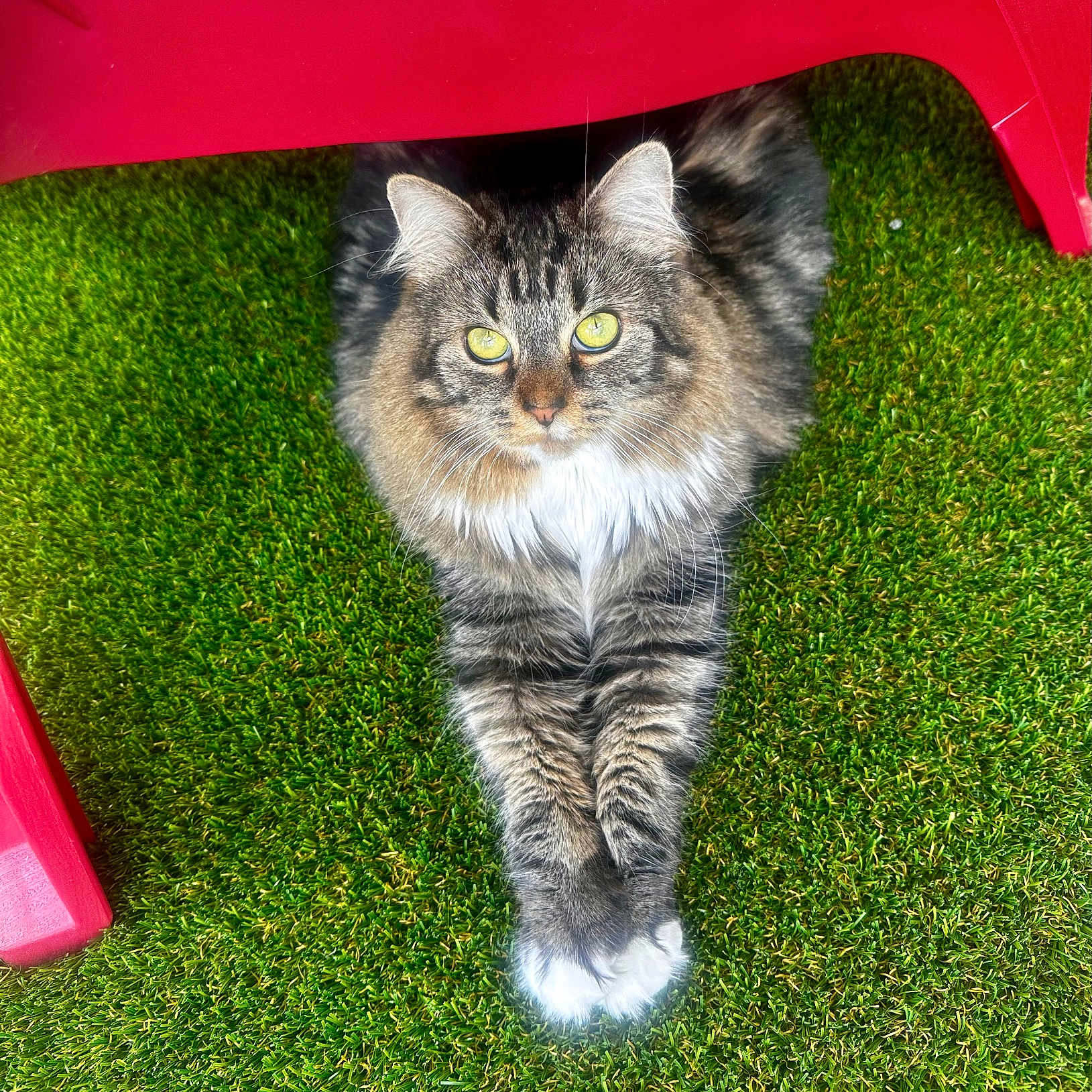 Raya joined the competition — help win amazing prizes! cat, tabby_cat, fluffy, animal, pet, grass, artificial_grass, red_chair, paws, crossed_paws, outdoor, resting, looking_up, fur, whiskers, ears, eyes, cute, relaxed, domestic_animal