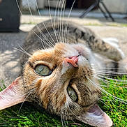 Talia is registered to the contest to win money with this photo: cat, tabby_cat, green_eyes, whiskers, pink_nose, artificial_grass, outdoor, close_up, relaxed, sunlight, fur, pet, animal, curious, lying_down, nature, blurred_background, face, ears, nose