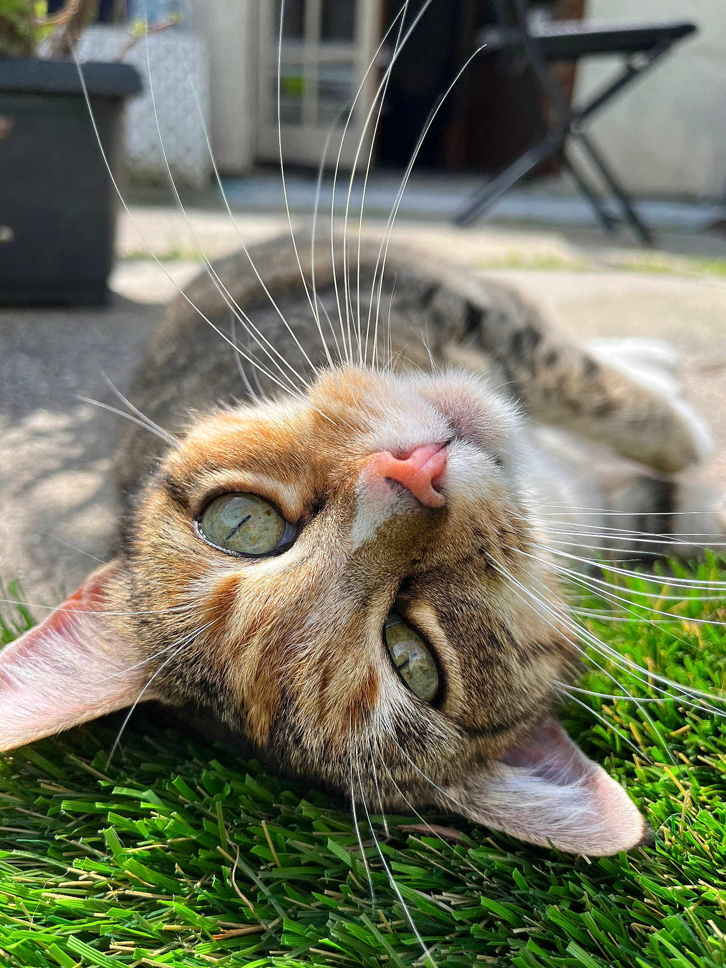 Talia is registered to the contest to win money with this photo: cat, tabby_cat, green_eyes, whiskers, pink_nose, artificial_grass, outdoor, close_up, relaxed, sunlight, fur, pet, animal, curious, lying_down, nature, blurred_background, face, ears, nose