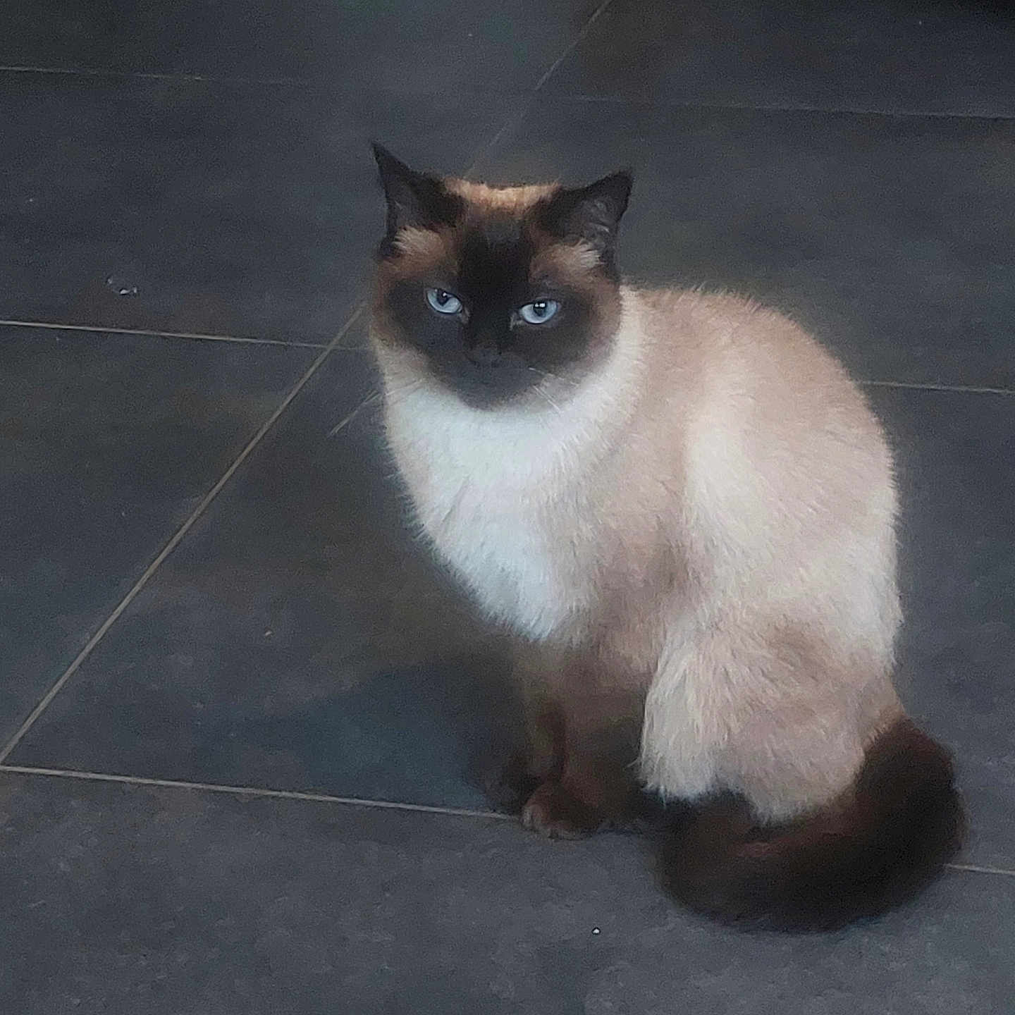 Tiana a rejoint le concours — aidez-le/la à gagner de superbes lots ! animal, blue_eyes, calm, cat, cute, domestic_animal, feline, floor, fur, furniture, green_ball, indoor, looking, pet, siamese_cat, sitting, tile, toy, whiskers, wooden