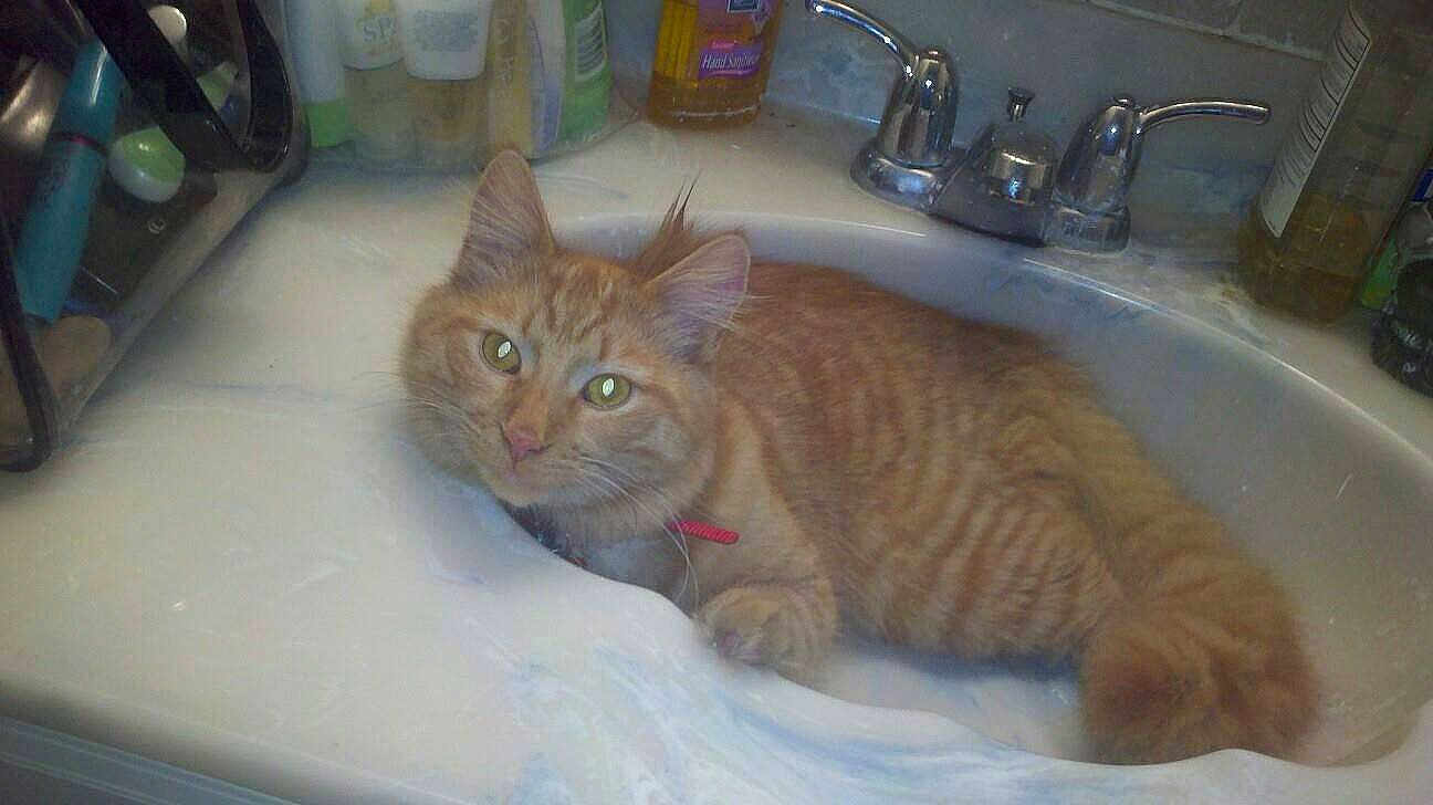 Simba