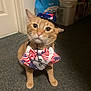 american_flag, animal, bowtie, carpet, cat, costume, curious, cute, domestic, ears, eyes, face, feline, floor, hat, indoor, orange_tabby, pet, portrait, whiskers