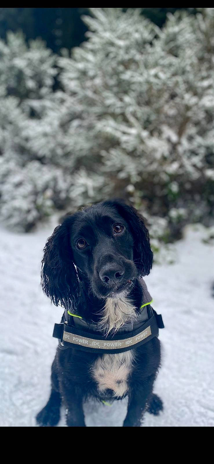 Alfie is registered to the contest to win money with this photo: canidae, carnivore, collar, companion_dog, dog, dog_breed, dog_collar, electric_blue, freezing, fur, gun_dog, plant, recreation, snout, snow, spaniel, sporting_group, tree, winter, working_animal