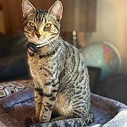 Turbo joined the competition — help win amazing prizes! animal, background_blur, cat, cat_tree, collar, ears, feline, globe, green_eyes, home, indoor, pet, photography, plush_bed, portrait, sitting, striped_fur, tabby_cat, warm_lighting, whiskers