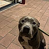 dog, pitbull, animal, pet, leash, sidewalk, brick, night, outdoor, canine, streetlight, waiting, curious, brown, white, paw, face, muzzle, sitting, companion