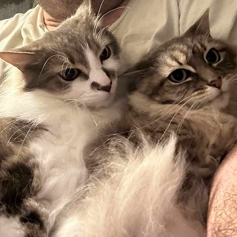 Doli And Lisa