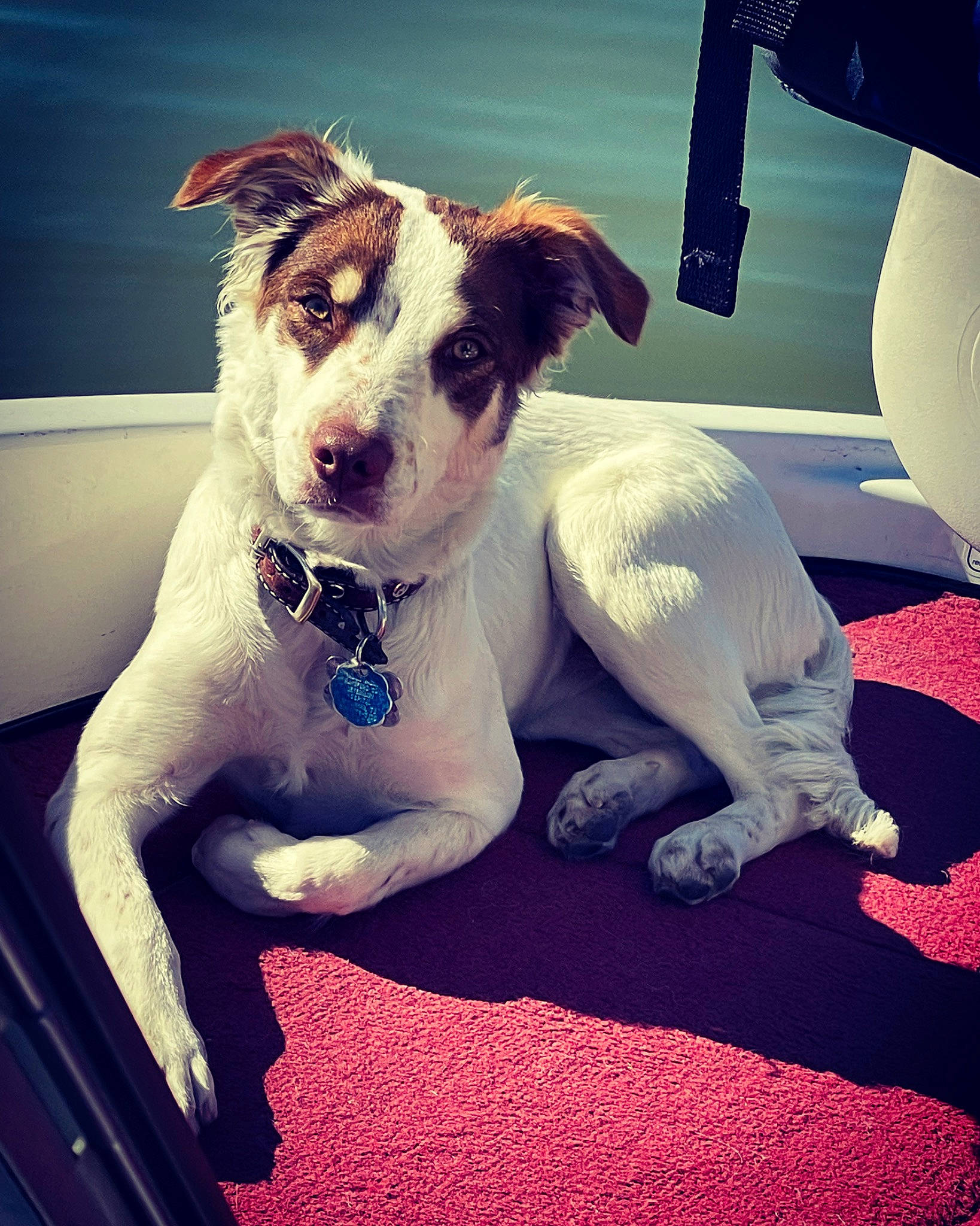 Whiskey is registered to the contest to win money with this photo: canidae, carnivore, cloud, collar, companion_dog, dog, dog_breed, dog_collar, door, eyewear, fawn, happy, paw, sky, snout, sporting_group, vehicle, vehicle_door, whiskers, working_animal