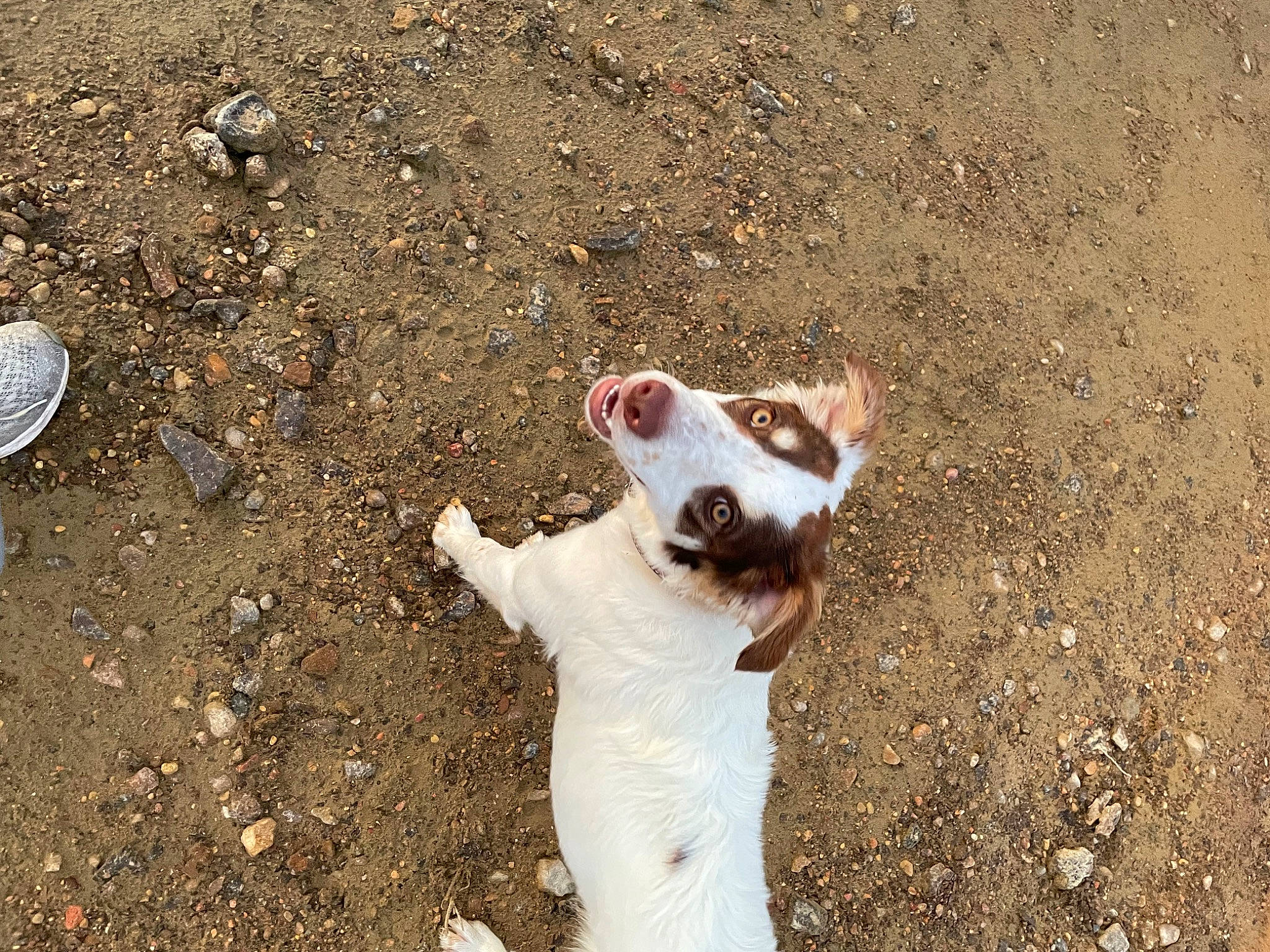 Whiskey is registered to the contest to win money with this photo: asphalt, canidae, carnivore, companion_dog, dog_breed, fawn, fur, gesture, grass, happy, people_in_nature, road_surface, sand, shadow, soil, sporting_group, terrestrial_animal, walking, whiskers, working_animal