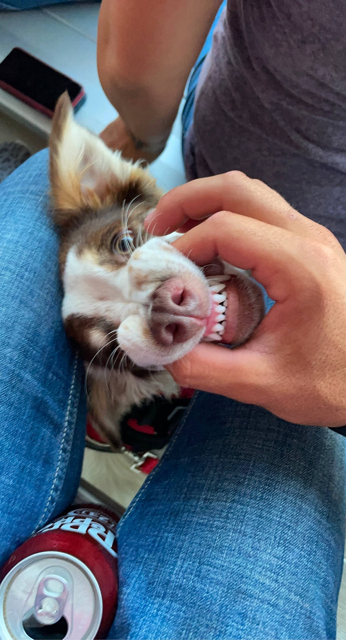 Whiskey joined the competition — help win amazing prizes! child, claw, companion_dog, dog_breed, domestic_short_haired_cat, ear, fawn, felidae, fur, gesture, hand, human_leg, lap, nail, paw, plaid, small_to_medium_sized_cats, tartan, thumb, whiskers