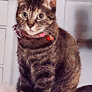 Penny Lane joined the competition — help win amazing prizes! accessory, bedroom, bell, big_eyes, cat, close_up, collar, curious, cute, domestic_cat, feline, fur_texture, head, indoor, pet, portrait, sitting, striped_fur, tabby, whiskers