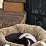 Tink joined the competition — help win amazing prizes! black_dog, blanket, brick, cozy, cushion, dog, fireplace, floppy_ears, heater, home, indoors, nap, pet, pet_bed, plaid, portrait, puppy, sleeping, striped, tongue