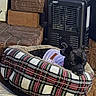 Tink is registered to the contest to win money with this photo: animal, black_dog, blanket, brick, cozy, dog, dog_bed, ears, eyes, face, hearth, home, indoor, lying_down, pet, plaid, portrait, puppy, sitting, space_heater