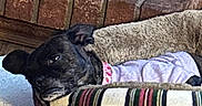 Tink is registered to the contest to win money with this photo: animal, black_dog, brick, carpet, collar, cozy, cute, dog, dog_bed, fireplace, furniture, home, indoor, lying_down, pet, plaid_bed, portrait, purple_clothing, resting, sleeping