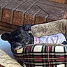 animal, black_dog, brick, carpet, collar, cozy, cute, dog, dog_bed, fireplace, furniture, home, indoor, lying_down, pet, plaid_bed, portrait, purple_clothing, resting, sleeping