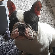 Marley participe au concours pour gagner de l'argent avec cette photo : boston_terrier, bulldog, carnivoran, dog, dog_breed, dog_breed_group, dog_like_mammal, french_bulldog, mammal, non_sporting_group, snout
