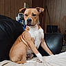 dog, brown_dog, white_dog, sitting, couch, leather_couch, indoor, wooden_wall, pet, animal, canine, household, furniture, seated, looking_away, domestic, companion, portrait, calm, relaxed
