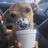 puppy, dog, ice_cream, cup, car_interior, hand, close_up, cute, licking, food, pet, brown_dog, young_dog, animal, indoor, floppy_ears, black_nose, whiskers, person_hand, window