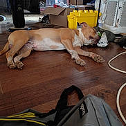 Butters joined the competition — help win amazing prizes! bag, brown, cardboard_box, clutter, dog, ear, floor, home, indoor, nostril, paw, pet, quiet, relaxing, resting, sleeping, snout, storage_bin, white, wooden_floor