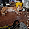 bag, brown, cardboard_box, clutter, dog, ear, floor, home, indoor, nostril, paw, pet, quiet, relaxing, resting, sleeping, snout, storage_bin, white, wooden_floor