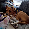 dog, puppy, brown_dog, couch, blanket, indoor, pet, relaxed, furniture, window, harness, fur, animal, resting, cozy, living_room, tail, paw, sleepy, soft