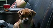 Butters is registered to the contest to win money with this photo: puppy, dog, person, car, seat, phone, cup, window, night, clothing, interior, black_shirt, seatbelt, looking, sitting, cute, pet, young, casual, indoor