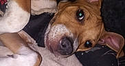 Butters is registered to the contest to win money with this photo: animal, blanket, brown, canine, closeup, cozy, cute, dog, ears, expression, face, fur, indoors, lying_down, nose, pet, portrait, resting, sleepy, white