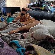 Butters joined the competition — help win amazing prizes! dog, sleeping, blanket, couch, indoor, pet, resting, brown_dog, white_dog, living_room, lamp, pile, clutter, furniture, cozy, relaxation, soft_light, comfort, household, casual