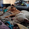 dog, sleeping, blanket, couch, indoor, pet, resting, brown_dog, white_dog, living_room, lamp, pile, clutter, furniture, cozy, relaxation, soft_light, comfort, household, casual