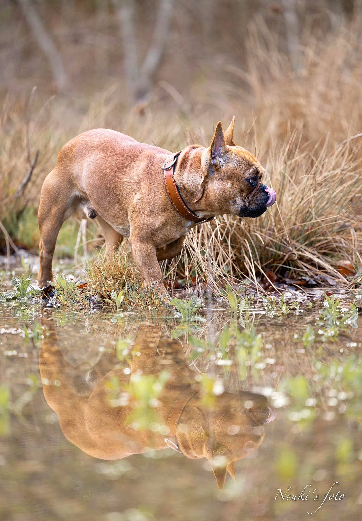 Rocco participe au concours pour gagner de l'argent avec cette photo : canidae, carnivore, collar, companion_dog, dog, dog_breed, dog_collar, fawn, felidae, grass, liver, plant, small_to_medium_sized_cats, snout, sporting_group, tail, terrestrial_animal, water, whiskers, working_animal