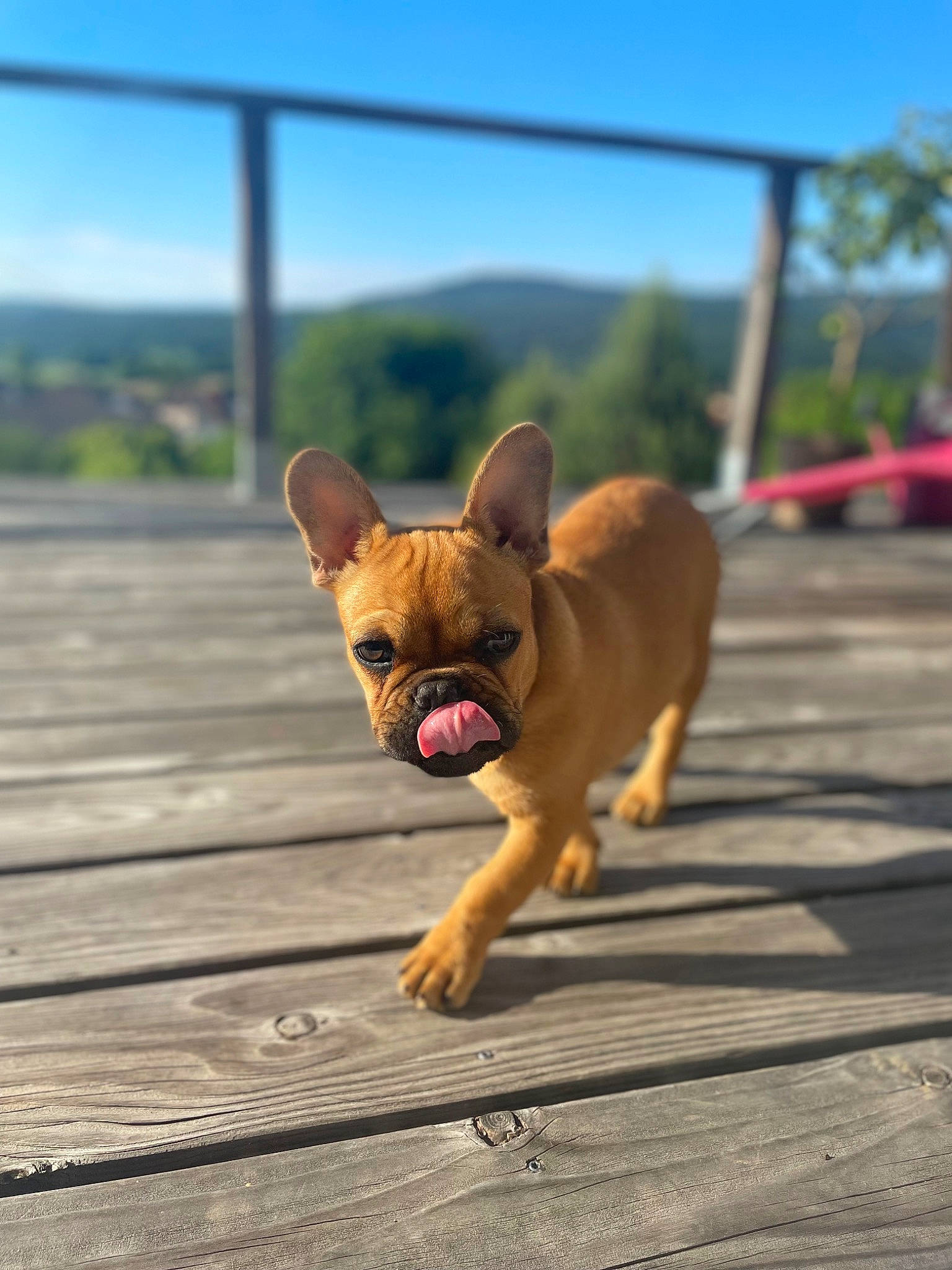 Rocco a rejoint le concours — aidez-le/la à gagner de superbes lots ! bulldog, canidae, carnivore, chihuahua, collar, companion_dog, dog, dog_breed, fawn, flooring, french_bulldog, puppy, sky, snout, sporting_group, terrestrial_animal, toy_dog, whiskers, wood, working_animal
