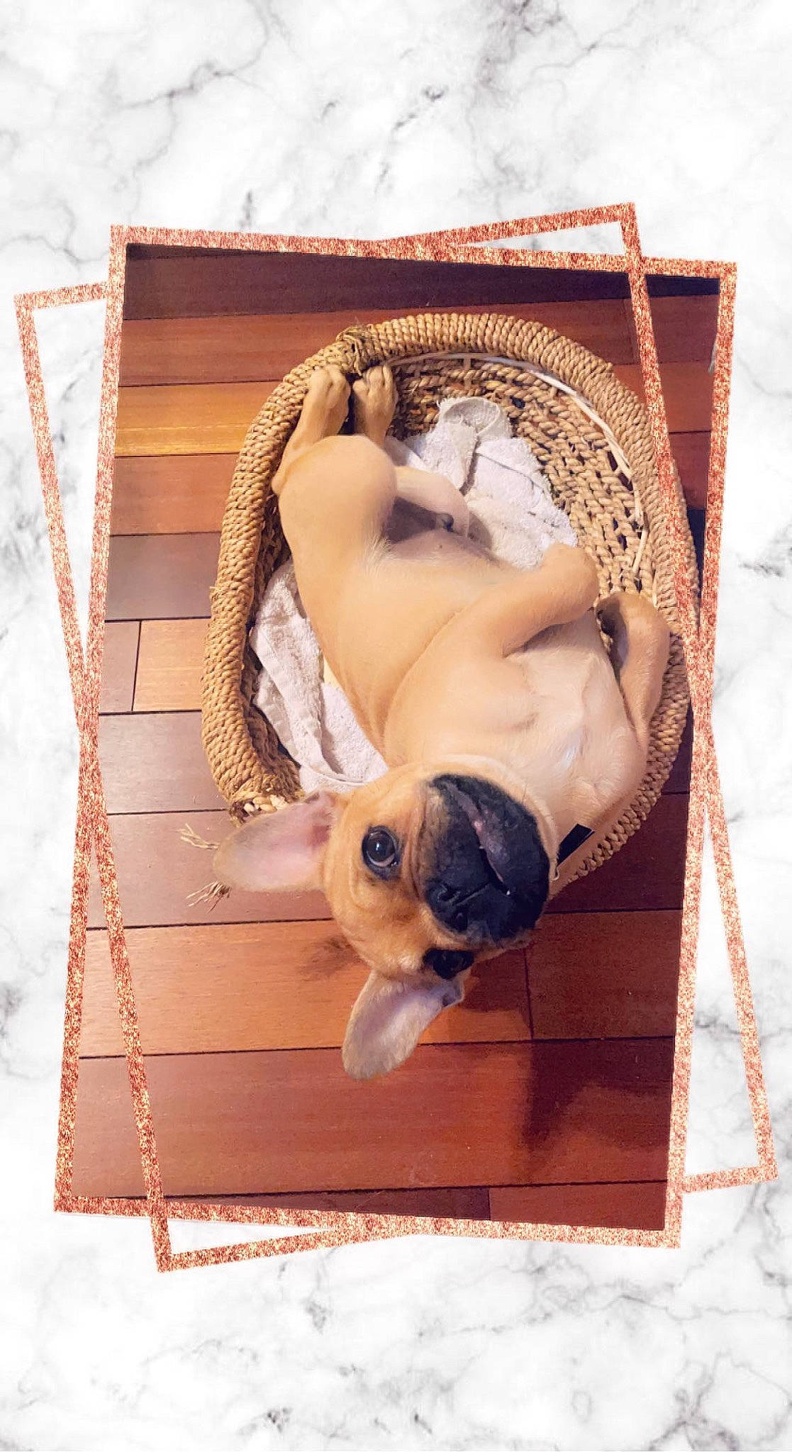 Rocco a rejoint le concours — aidez-le/la à gagner de superbes lots ! abdomen, canidae, carnivore, chest, comfort, companion_dog, dog, dog_breed, fawn, fur, linens, pattern, rectangle, sitting, sporting_group, sunglasses, toy, toy_dog, wood, working_animal