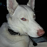 Glacier is registered to the contest to win money with this photo: animal, blue_eyes, canine, closeup, collar, companion, dog, domestic_animal, ears, fur, house_pet, indoor, lying_down, mammal, pet, pink_nose, portrait, resting, snout, white_dog