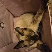 Bartlebee is registered to the contest to win money with this photo: animal, cat, close_up, container, cozy, curious, cute, domestic, ears, fabric, feline, indoor, looking_up, paws, pet, pink_bin, resting, siamese_cat, stretching, whiskers