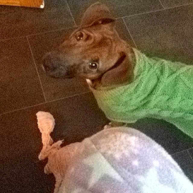 Marley joined the competition — help win amazing prizes!